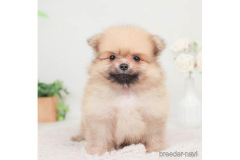 成約済の千葉県のポメラニアン-207873